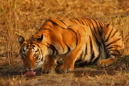 Expanding human populations in India have pushed tigers into small, isolated habitats—and resulted in some unusual behaviors. 