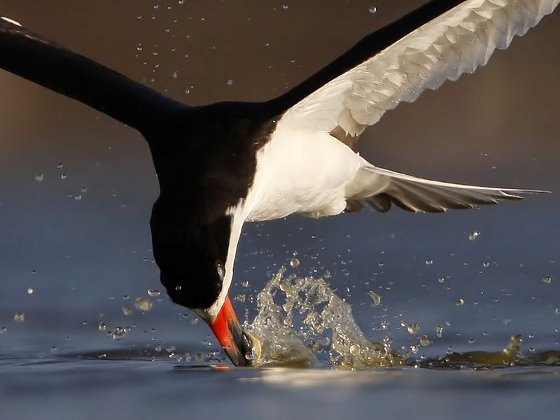 Black Skimmer catching fish Smithsonian Photo Contest Smithsonian