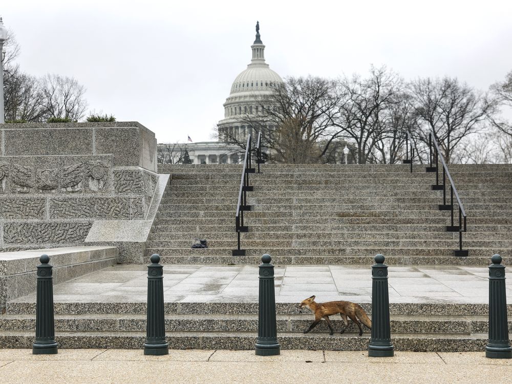 Fox in D.C.