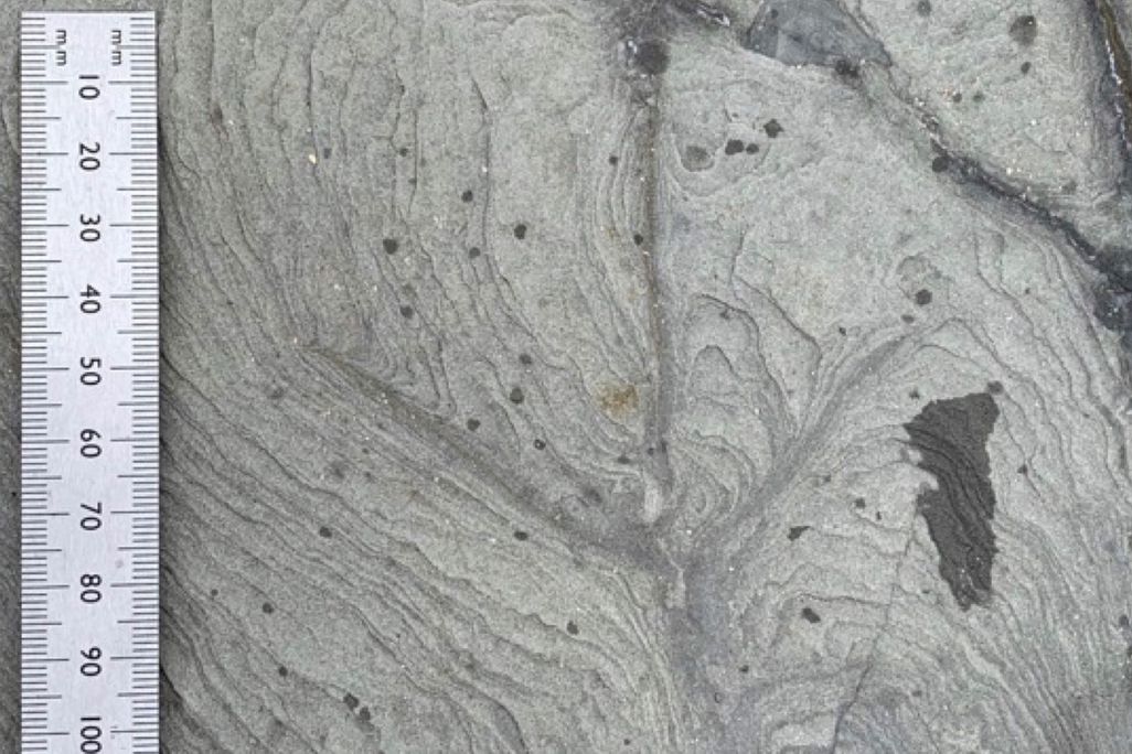 Fossilized Bird Footprint