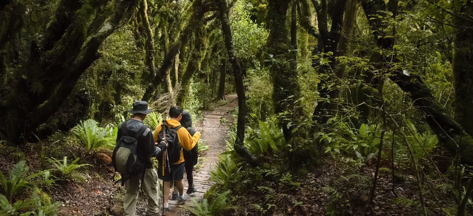 Hiking in the rainforest on the South Island 