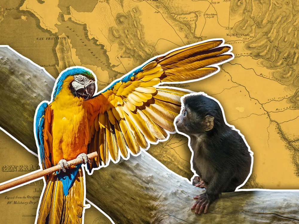 Monkey and Parrot Illustration
