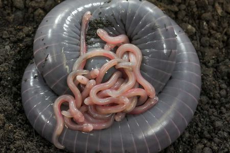 A mother Siphonops annulatus with newborn babies.
