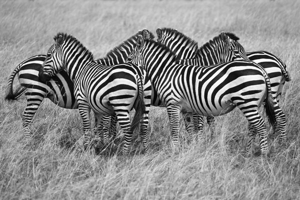Zebras - Serengeti National Park thumbnail