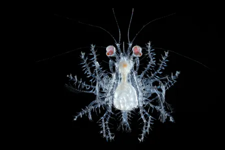 Fully 73 percent of the patents studied in the paper pertained to microbial species, which account for about 20 percent of marine life.