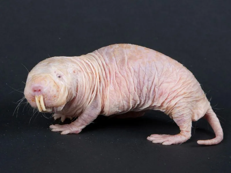 naked mole rat