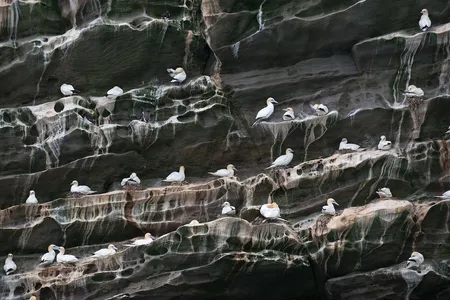 Guano stains the cliffs of a gannet breeding colony in Shetland