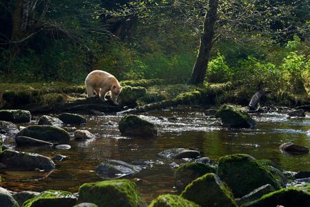 A kermode bear, also known as a spirit bear, explores a stream in the depths of British Columbia, Canada's Great Bear Rainforest. 
