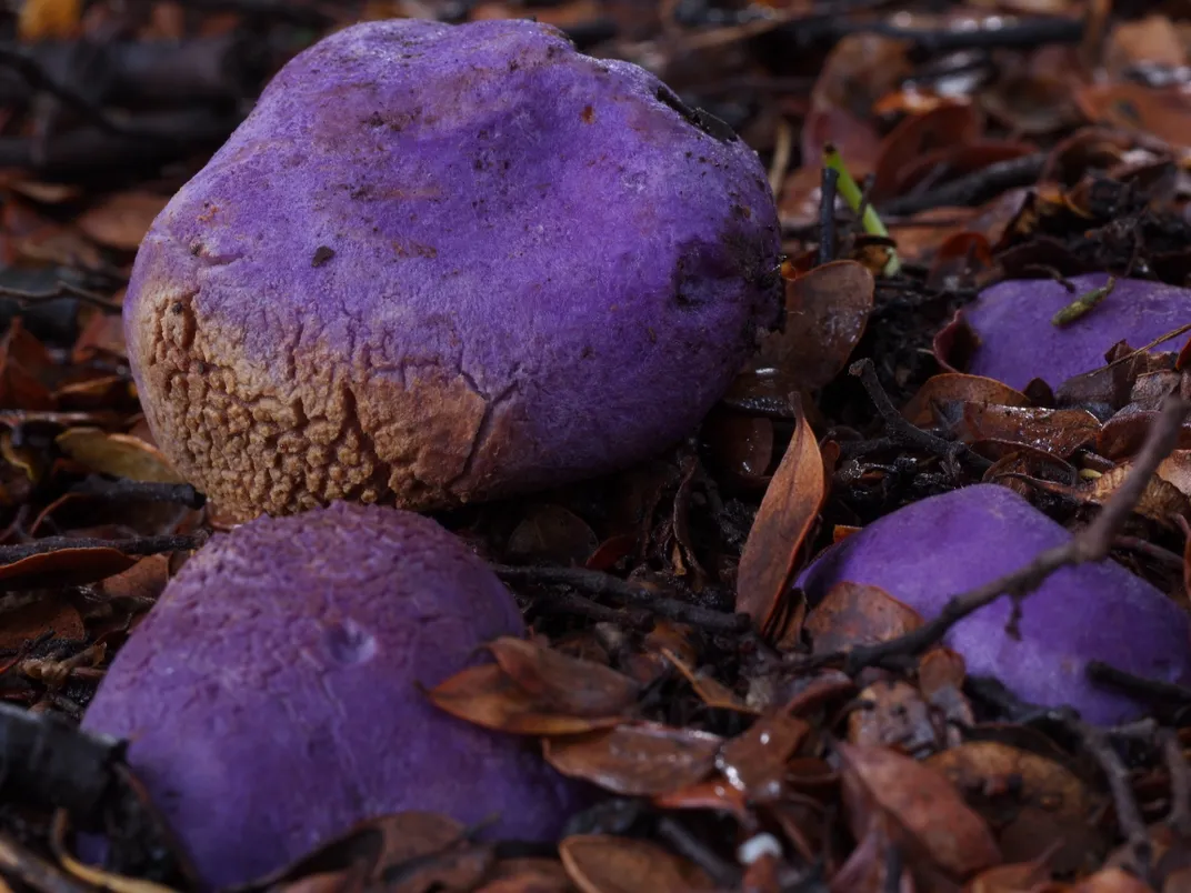 Purple mushroom-like blobs with brown on them