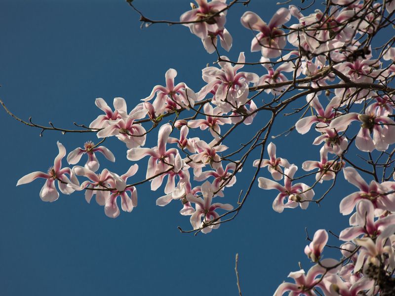Yulan Magnolia Flower Smithsonian Photo Contest Smithsonian Magazine