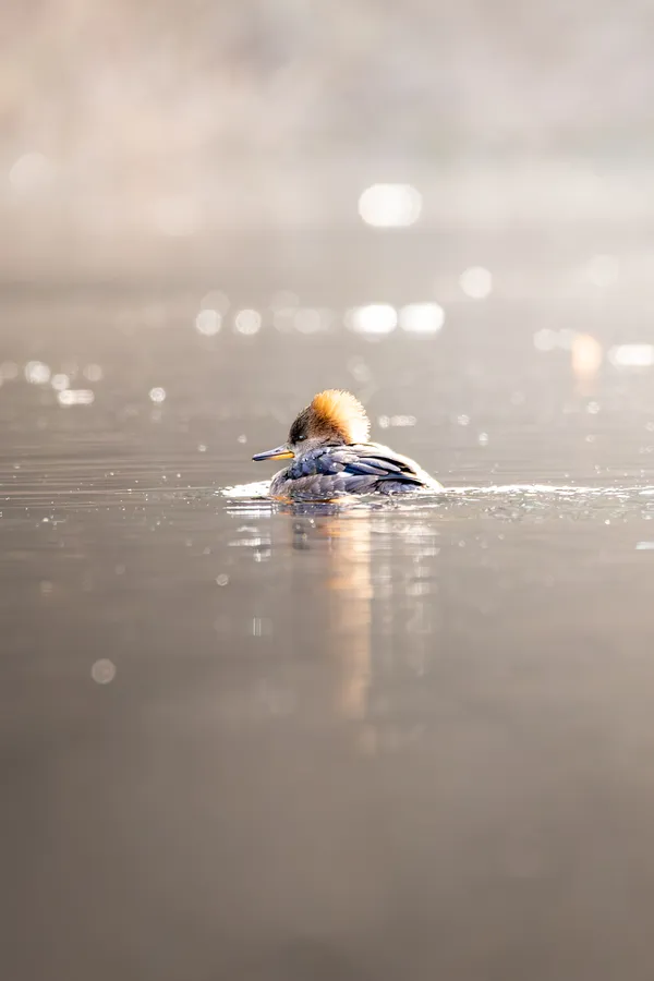 Juvenile Merganser traversing waterway thumbnail