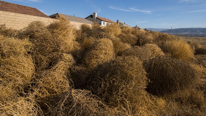 Why do tumbleweeds tumble?