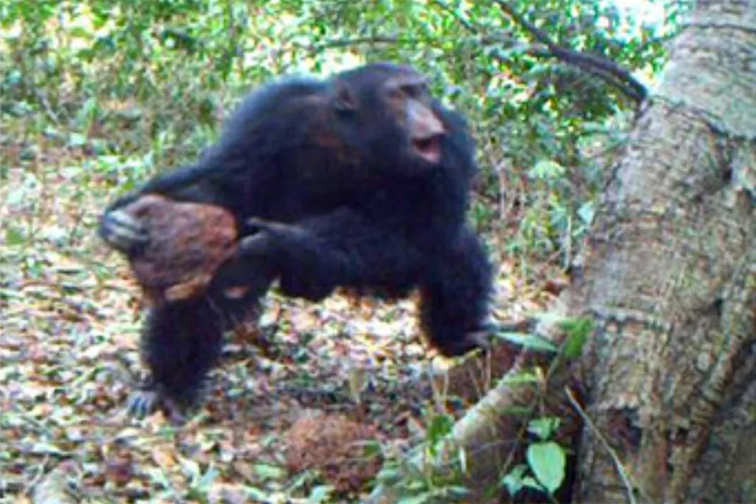 Chimp Throwing Rock