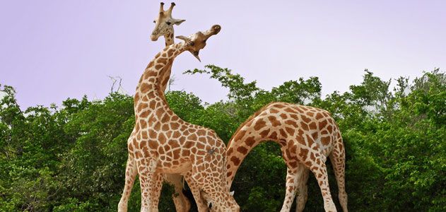 Things Are Looking Up for Niger's Wild Giraffes | Science| Smithsonian  Magazine