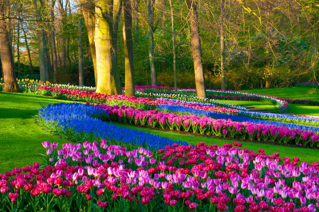 Some of the seven million tulips at Keukenhof