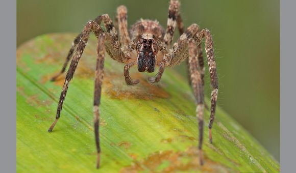 Acanthoctenus manauara female.