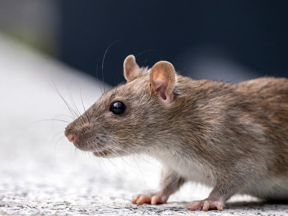 Close-up shot of brownish rat