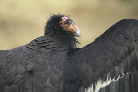 The California condor&#39;s population stooped dangerously low to 22 individuals in the 1980s, and scientists have been running a captive breeding program since then to save these birds.