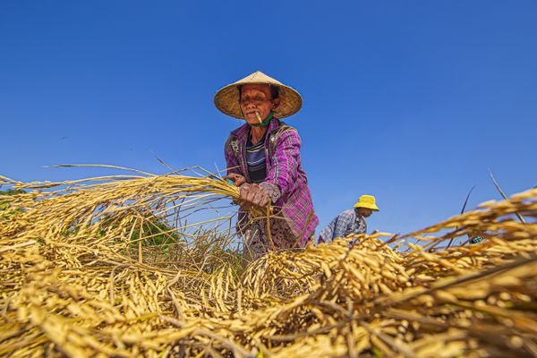 Myanmar Farmer thumbnail