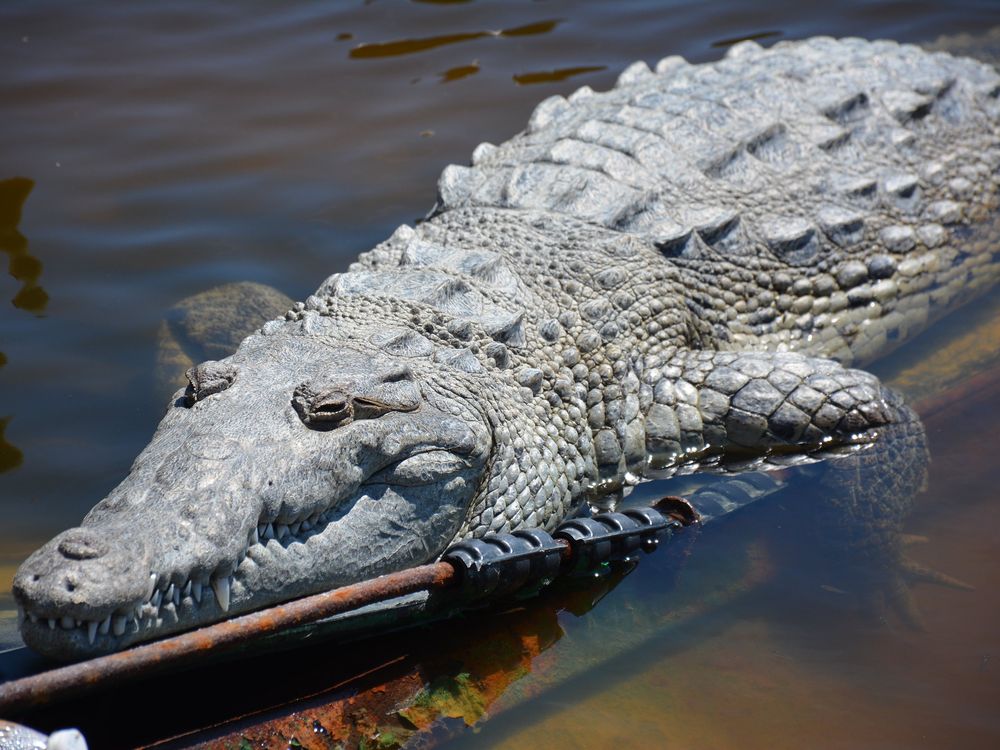 Crocodile in water