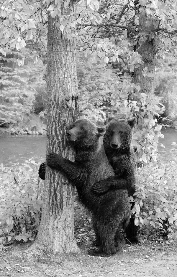 Bear Tree Hug thumbnail