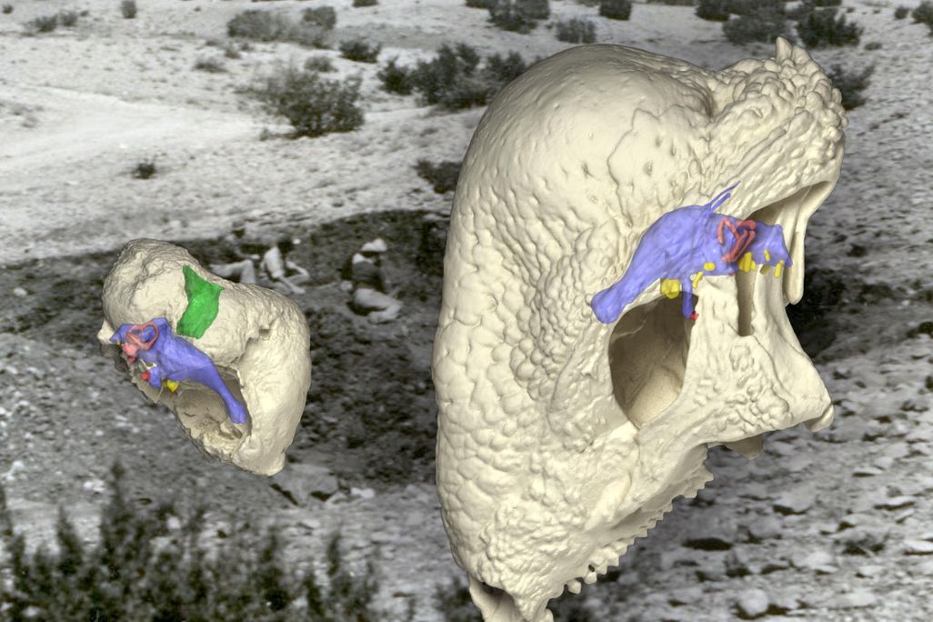 Triopticus_with_dino_&_field_site.jpg