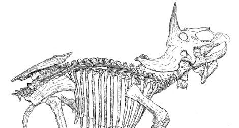 A line-drawing of the Triceratops known as "Raymond."