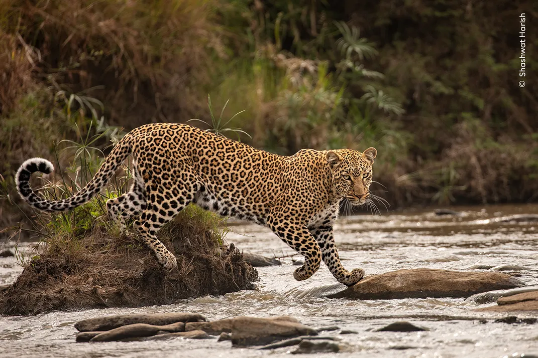 a leopard steps across rocks in a stream