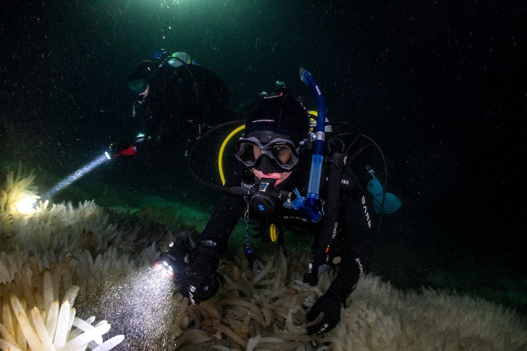Scuba Divers Swimming Over Squid Egg Capsules