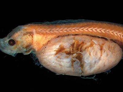 A juvenile tapetail in the process of becoming an adult grows a huge liver.