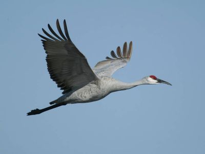 Migrating sandhill cranes stop to rest and refuel in the Midwest as they make the long journey northward to their breeding grounds.
