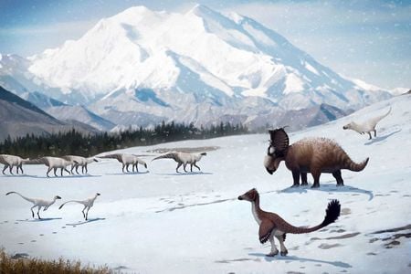 Dinosaurs found in Alaska's Prince Creek formation likely remained in the region when it snowed during the winter.