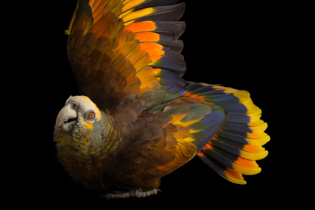 an orange, blue and green parrot spreads its wings across the whole frame and turns to the side