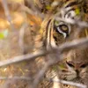 Feast on 15 Ferocious Tiger Photos From the Smithsonian Photo Contest icon