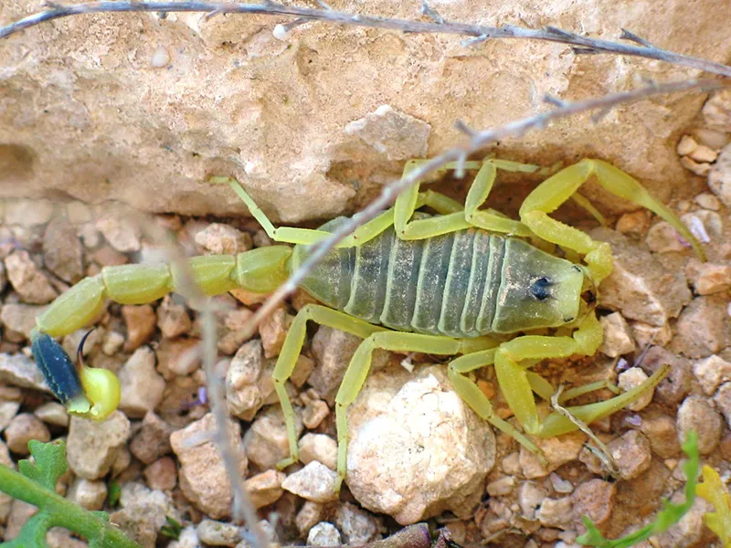 Deathstalker-scorpion.jpg