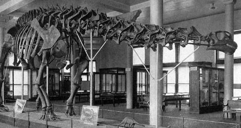 The original AMNH mount of Brontosaurus, reconstructed in 1905