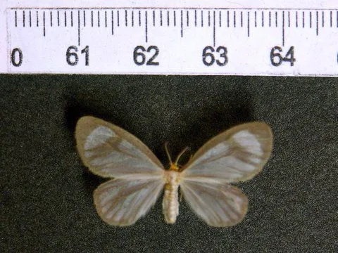 cocaine tussock moth