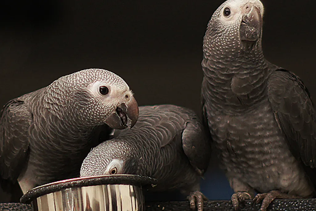 African grey parrots