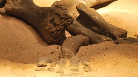 A headless Haplocanthosaurus, laid out at the Utah Field House of Natural History.
