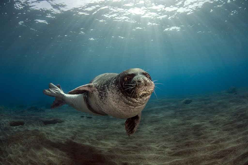 For the First Time in More Than 100 Years, Scientists Discover New Seal Genus