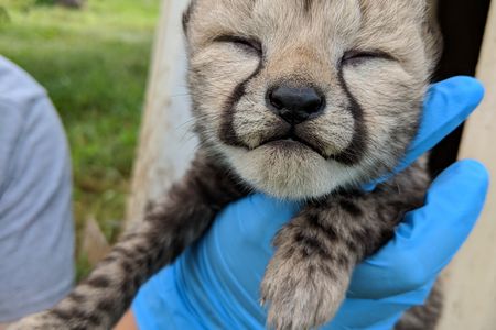 “It is especially exciting to see Sukiri bonding with and successfully raising these cubs,” says the Zoo's cheetah biologist Adrienne Crosier.