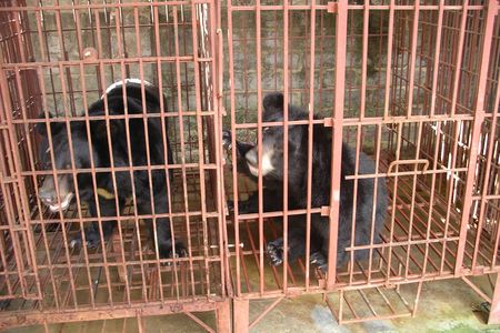 Bile bears on a farm in Vietnam