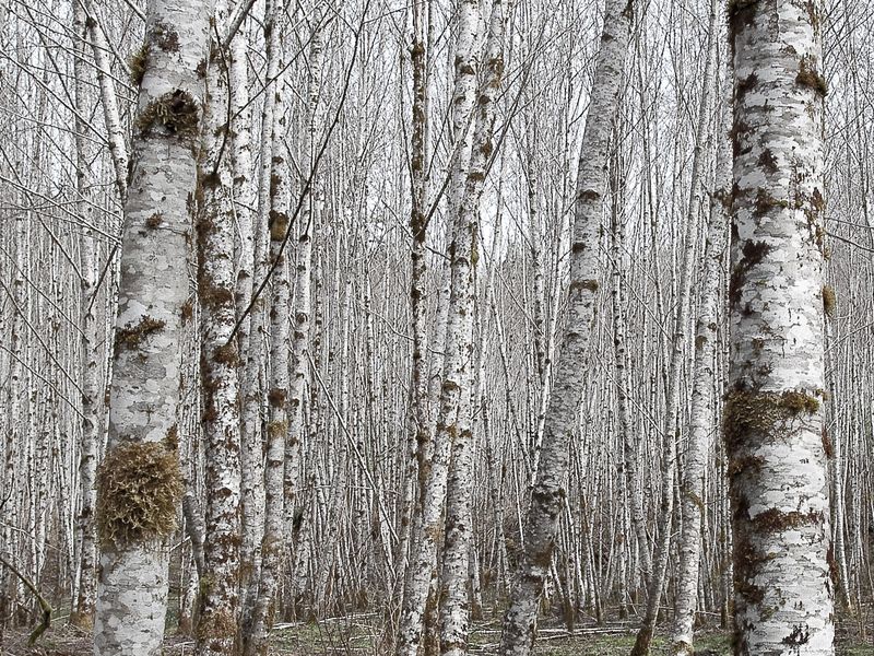 A grove of birch trees in the Hoh rainforest, Washington coast