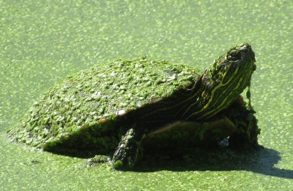 Turtle in the swamp thumbnail