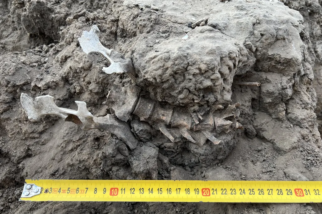 A skeleton of a dingo coming out of some dirt with a tape measure below it
