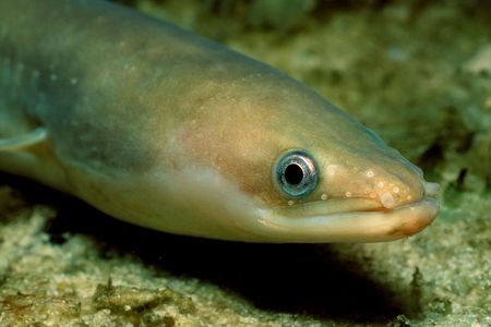 A European eel swims in the Baltic Sea.&nbsp;
