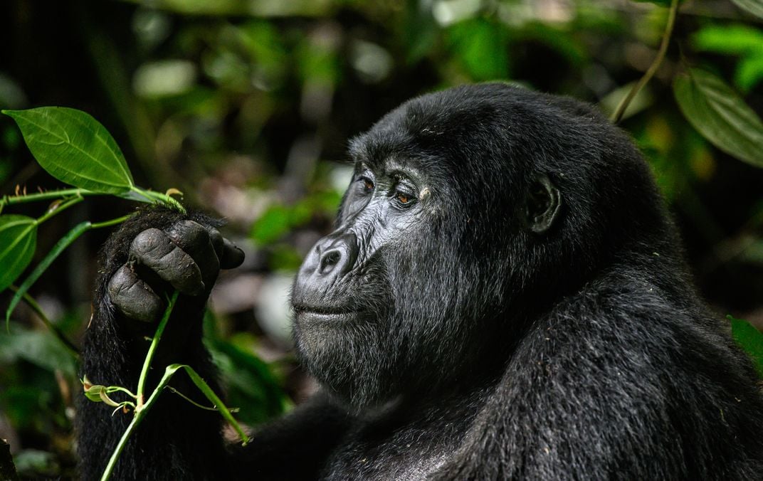 6 - Is it time for a snack? Gorillas are primarily vegetarians, eating stems, leaves, bamboo shoots and fruits.