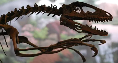 dromaeosaur