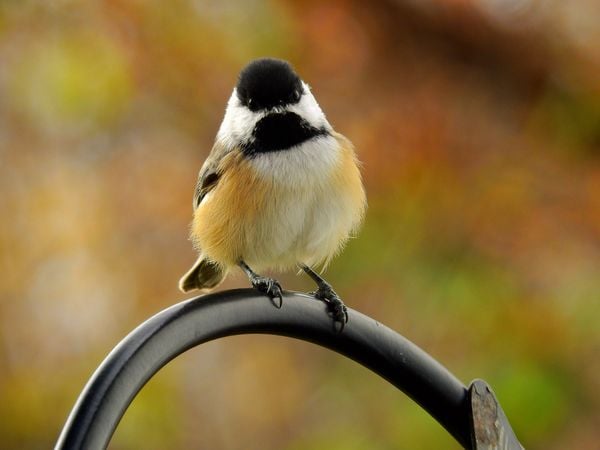 Black Capped Chickadee's Look of Trust thumbnail