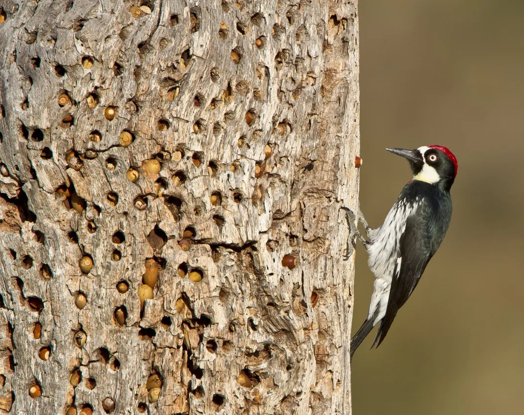 Red, white and black woodpecker on an acorn-filled tree trunk